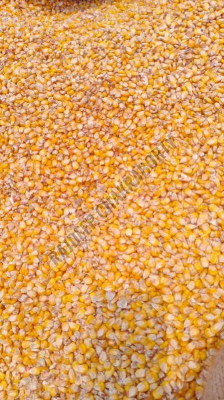 Yellow Maize