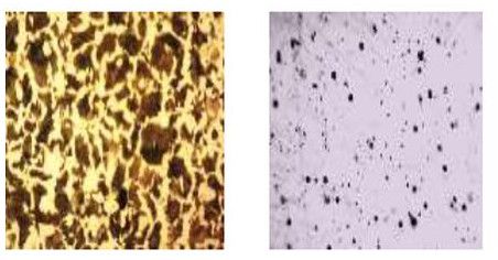 Image Analysis Software