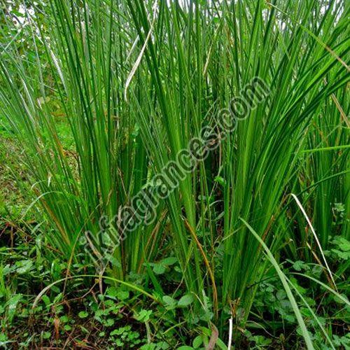 Organic Vetiver Oil
