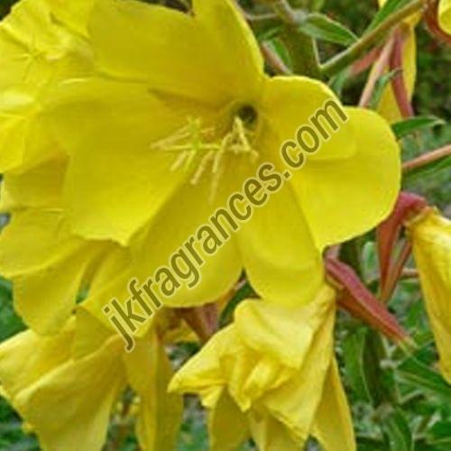 Primrose Oil