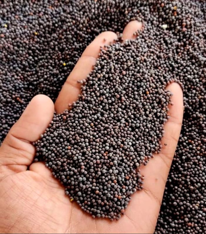 Black Mustard