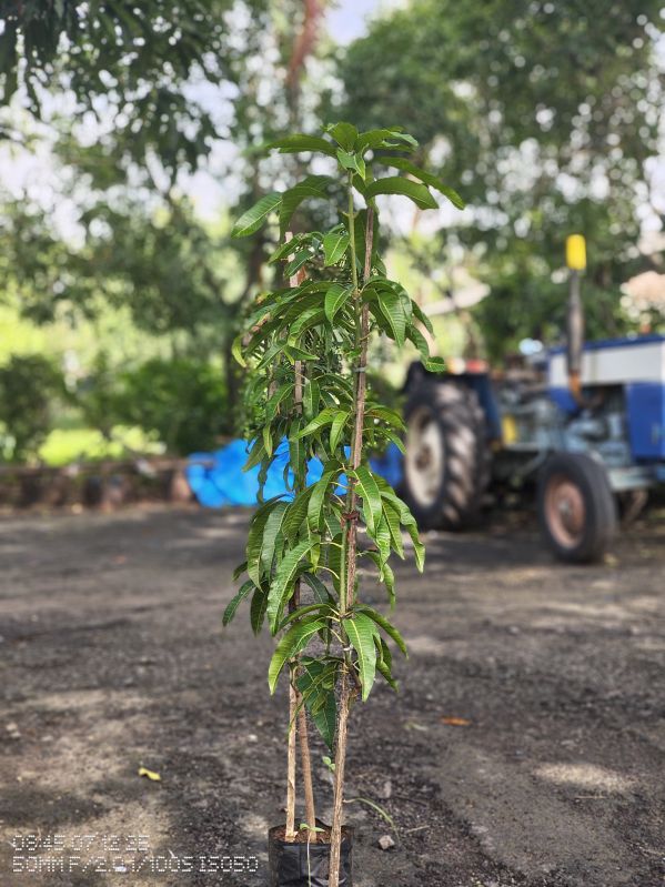 Mango Fruit Plant