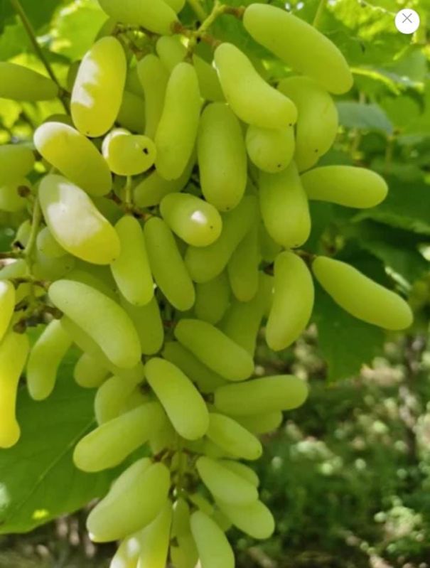 Angoor