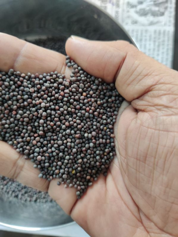 Black Mustard