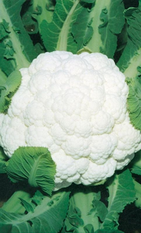 Cauliflower