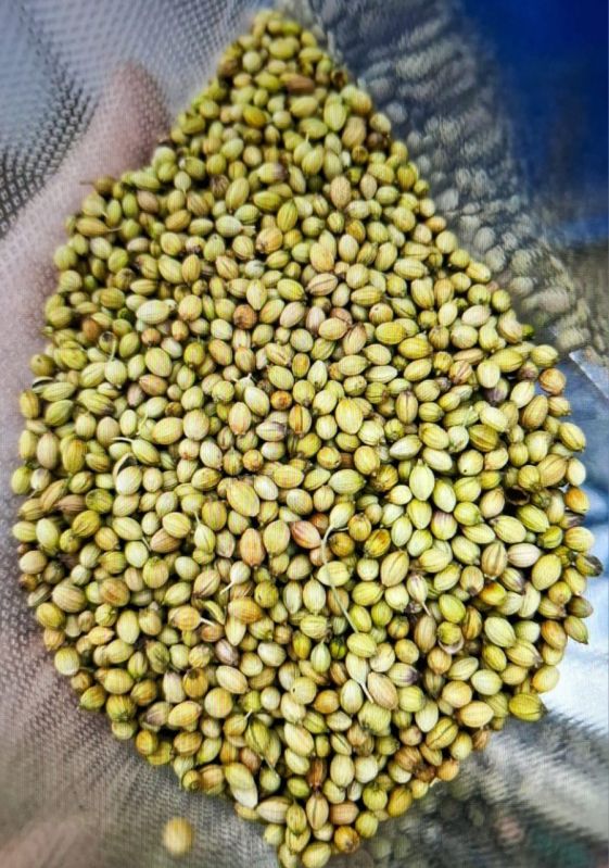 Coriander Seeds