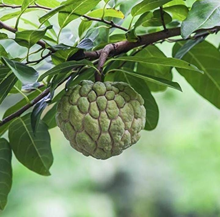 Custard Apple