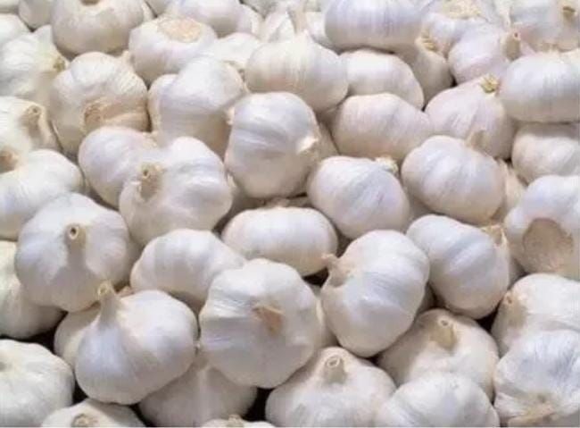 Garlic