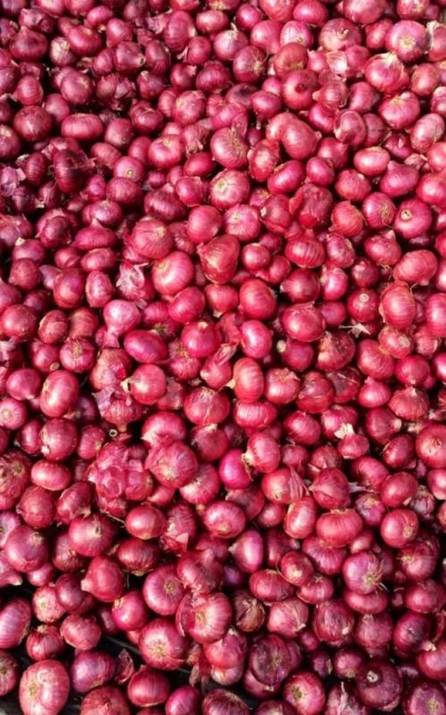 Onions