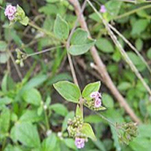 Punarnava Panchang