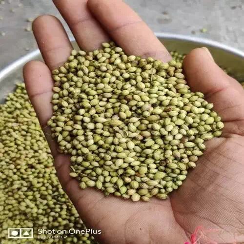 Thakorji Coriander Seeds