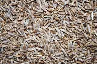 Fennel Seeds
