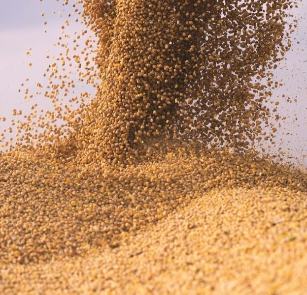Maize Poultry Feed