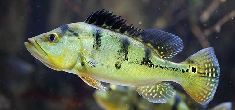 Peacock Bass Fish