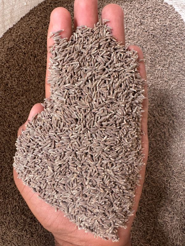 Extra Bold Cumin Seeds