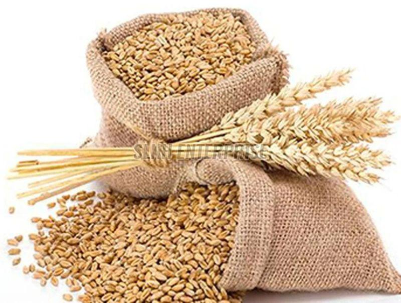 Dried Wheat Seeds