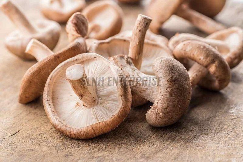 Fresh Shiitake Mushroom