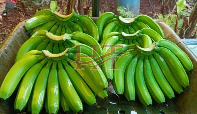Farm Fruits