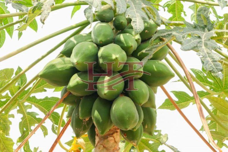 Fresh Green Papaya