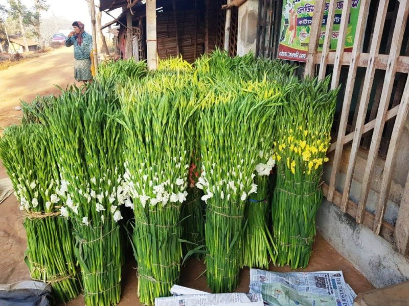 Gladiolus Flowering Bulbs
