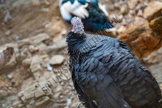 Black Turkey Hen