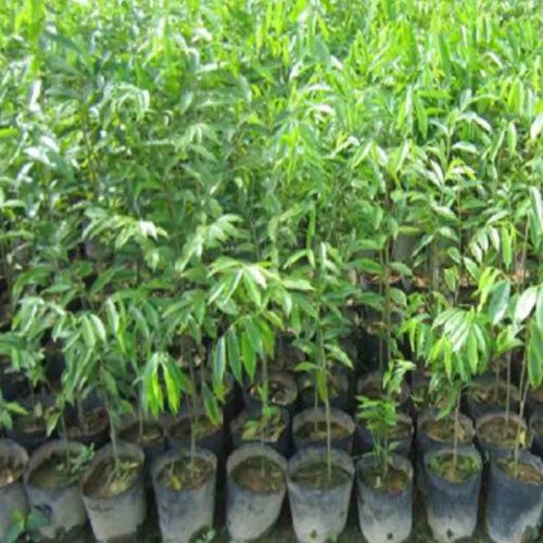 Agarwood Plant
