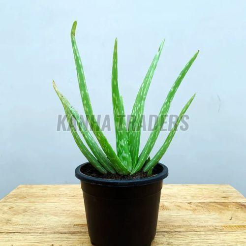 Aloe Vera Plant