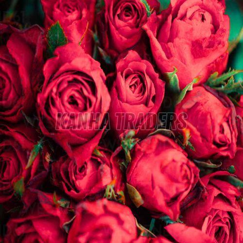 Fresh Red Rose