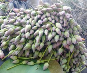 Lotus Flower - Natural ( કમળના ફૂલ)