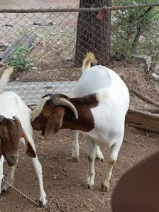 Boer Goat
