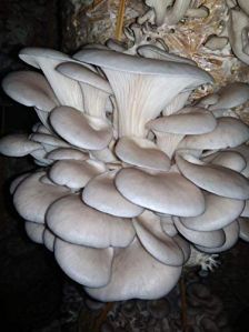 oyster mushroom
