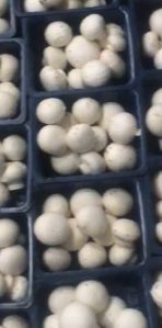 Fresh Button Mushroom