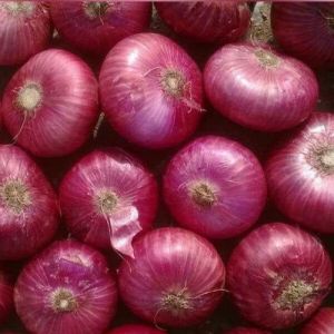 Onion