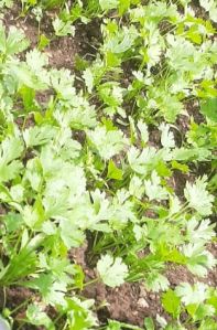 Fresh Coriander Leaves