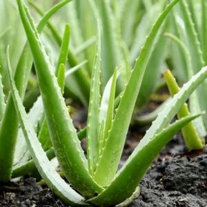 aloe vera leaf