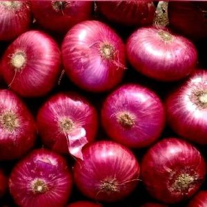 Red Onions