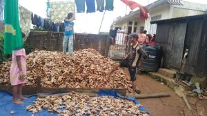 Fresh Organic Ginger