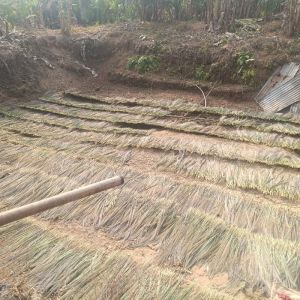 Grass Broom Raw Material