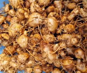 Organic Black Turmeric