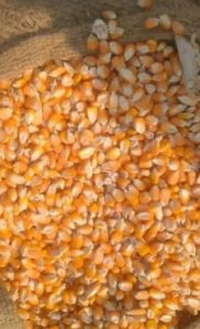 Yellow Corn Animal Feed