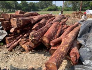 red sandalwood logs