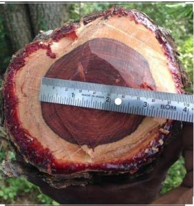 Round Red Sandal Wood