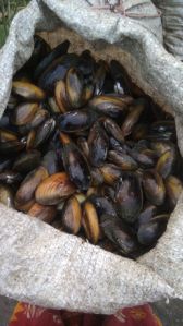 Mussels