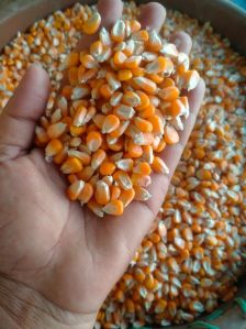 yellow maize seeds
