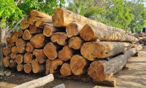 Teak Wood Round Logs