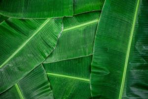 banana leaf