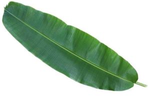 Banana Leafs