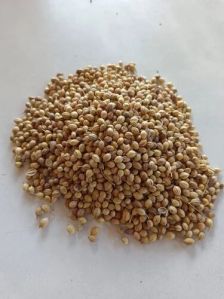 Hybrid Coriander Seed