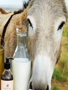 Fresh Donkey Milk