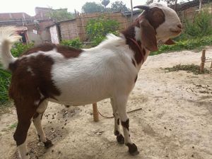 Barbari Boer Goat